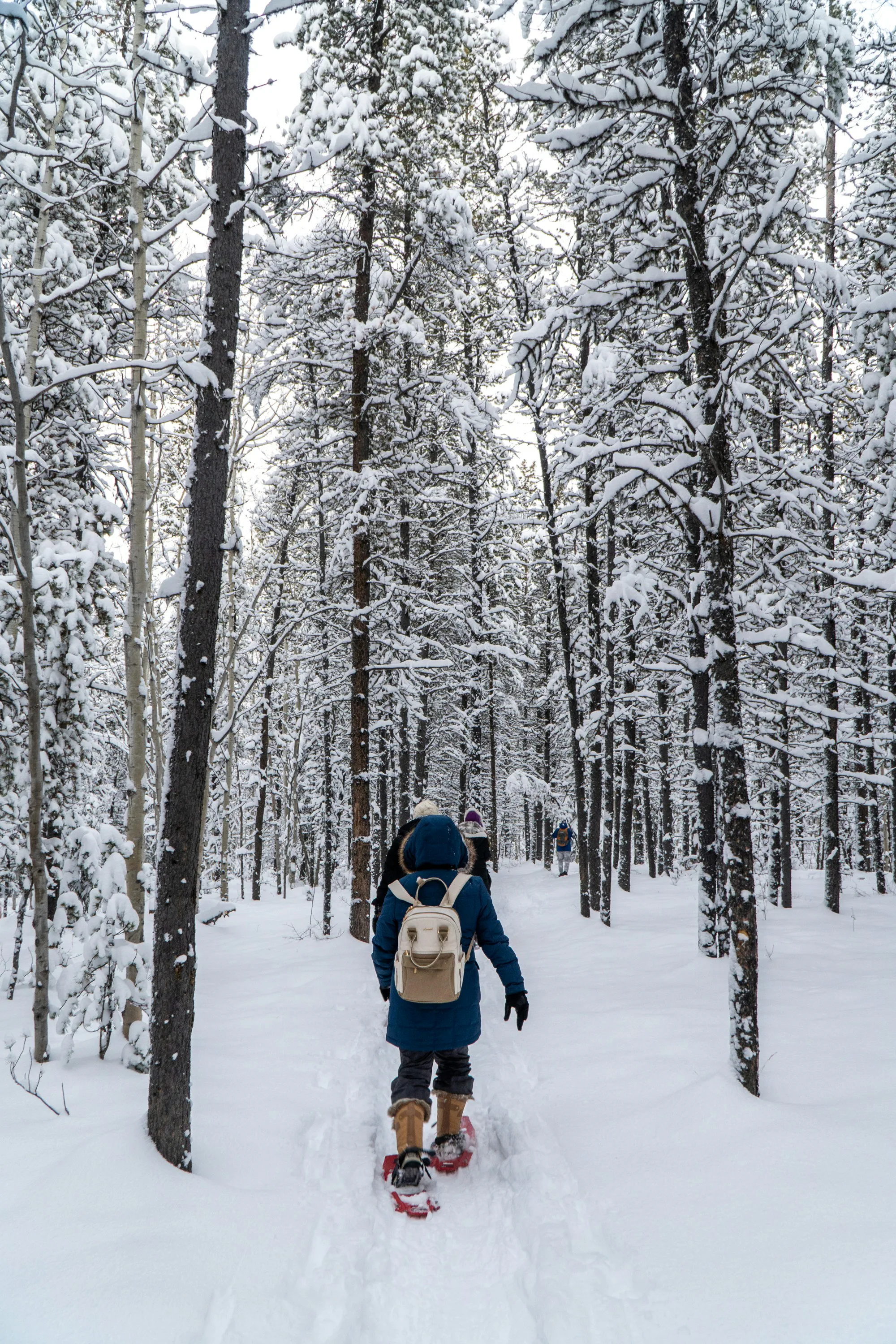 Menschen auf Schneeschuhen auf einem verschneiten Waldweg